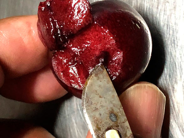 cut cherry showing QFF eggs inside